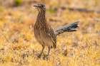USA, Texas, Big Bend National Park. Greater roadrunner hunting for prey. Art Print